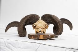 Photo Textures of Mouflon Skull 